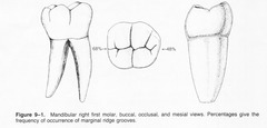 <p>Close to the CEJ.</p>