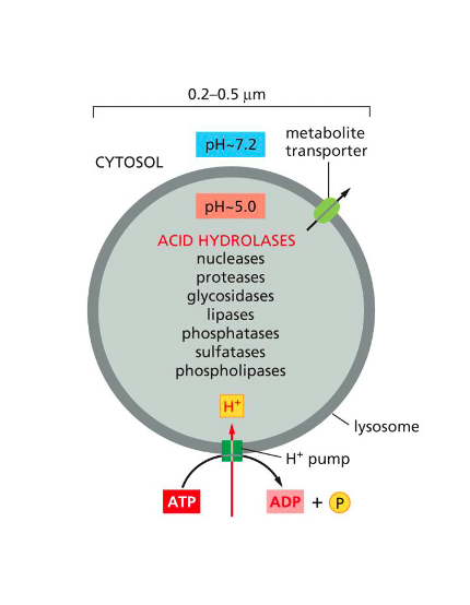 <p><span>The ______ of the lysosome is <strong>kept acidic </strong>by an ATP-driven H⁺ pump in the membrane.</span></p>