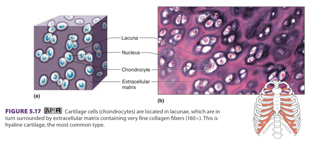 <p>Hyaline Cartilage </p>