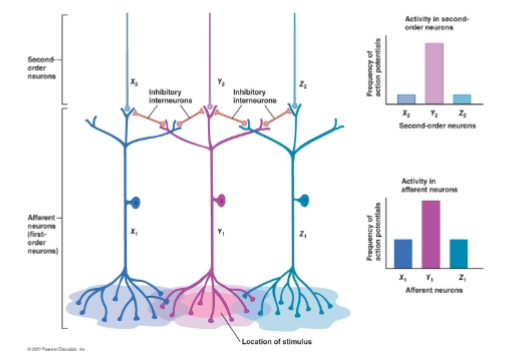 <p>lateral inhibition </p>