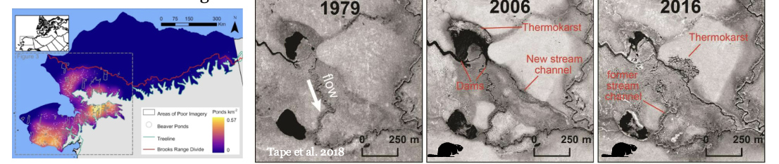 <p><span style="color: rgb(255, 255, 255);">Range shift example on shrubs and beavers </span></p><ul><li><p><span style="color: rgb(255, 255, 255);">What’s happening: warming is driving shrub expansion across the tundra</span></p></li><li><p><span style="color: rgb(255, 255, 255);">Direct impact: open tundra species lose HABITAT and FOOD; less snow → less albedo → warming</span></p></li><li><p><span style="color: rgb(255, 255, 255);">Range shift: shrubs create habitat and food for BEAVERS, beavers are expanding north</span></p></li><li><p><span style="color: rgb(255, 255, 255);">Ecosystem engineering: beaver dams create new PONDS ( > 10,000 in Alaska since the 2000s); ponds WARM ground and alter hydrology (block and reroute rivers)</span></p></li><li><p><span style="color: rgb(255, 255, 255);">Climate feedback: warmer, wetter ground accelerates PERMAFROST THAW, stored CO2 and CH4 released = more warming</span></p></li></ul><p></p>
