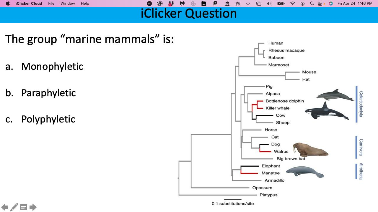 <p>The group “marine animals” is:</p>