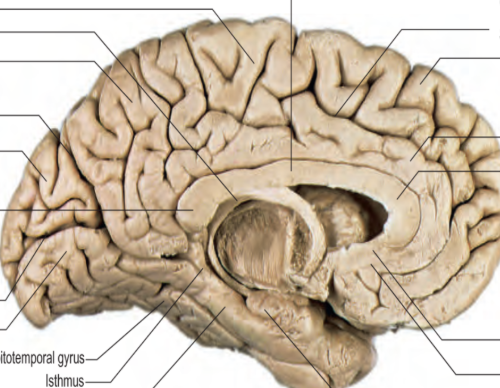 <p>Locate the cingulate sulcus, gyrus, parahippocampal gyrus and uncus on this image </p>