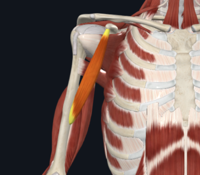 <p>What is the muscle shown in the photo?</p>