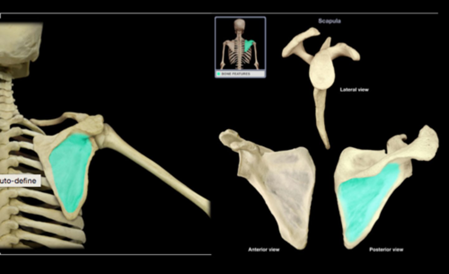 <p>much larger than the supraspinatous fossa; toward its vertebral margin a shallow concavity is seen at its upper part</p>