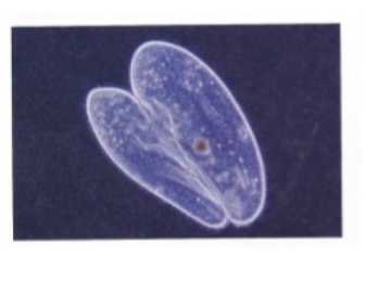 <p>What type of reproduction is this?</p>