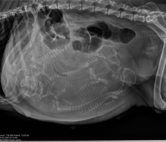<p>How many puppies are there?</p>