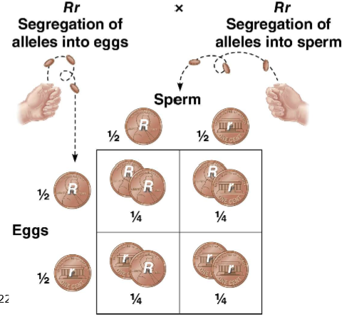 <p>To determine the probability that 2+ independent events happening together (Rr x Rr), multiply their individual probabilities.</p><p></p>