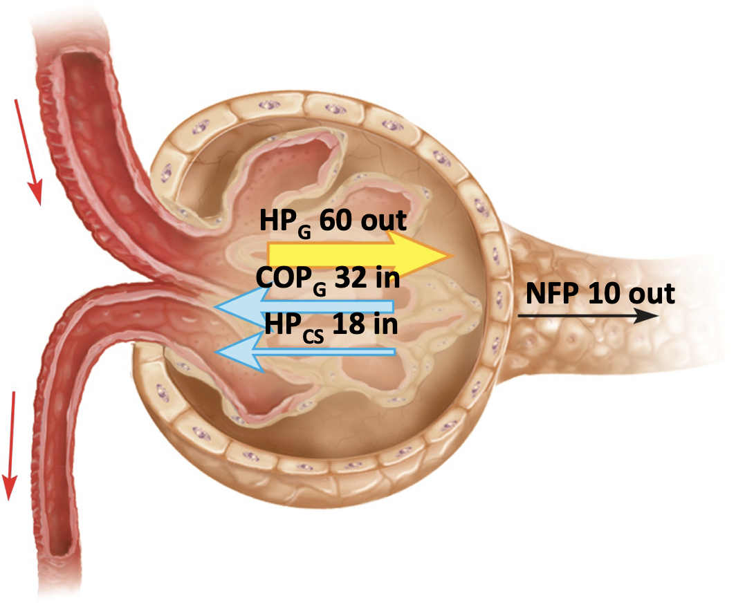 <p><strong>glomerular filtration pressure</strong></p><p>-glomerular</p><p>→ driven</p><p>-outwards</p><p>-kidneys</p>