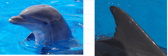 <p>DOB: July 8, 2016</p><p>Key Features: “Lasagnas noodle” dorsal fin, large melon, round body </p><p>Relations: Son of Sunny, half brother to surge via Sunny </p>