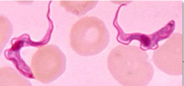 <ul><li><p>Vector biológico de <em>Trypanosoma</em></p></li><li><p>Picadas são dolorosas e causam intensa irritação</p></li></ul><p></p>