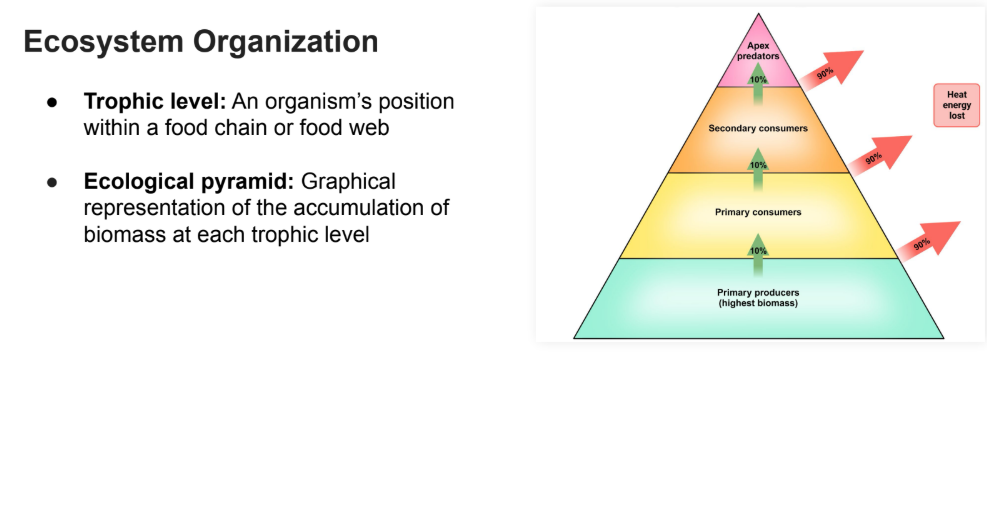 <p>Graphical representation of the accumulation of biomass at each trophic level</p>