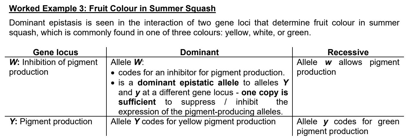 <p>Explain how recessive epistasis affects the resulting phenotypic ratio for double heterozygous cross?</p><p>Use example of the fruit colour of summer squash [refer to picture]</p>
