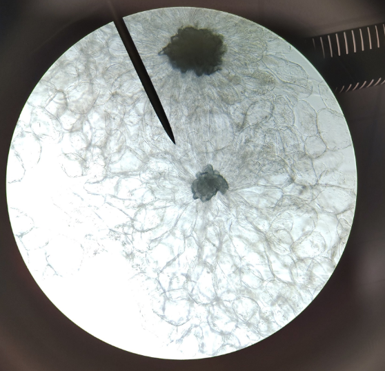 <p>Cell name specific </p><p>Function</p>