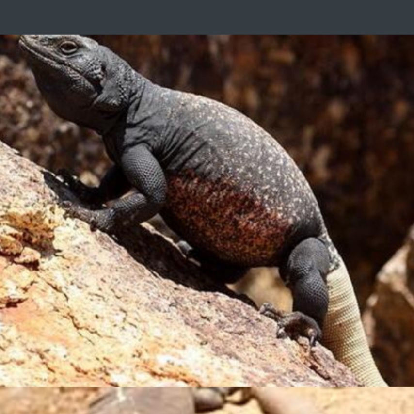 <p>name this animal</p>