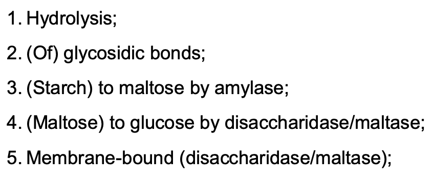 <ul><li><p>glycosidic bonds in starch (polysaccharide) hydrolysed by amylase → maltose (disaccharide)</p></li></ul><ul><li><p>glycosidic bonds in maltose hydrolysed by maltase - membrane bound - → glucose (monosaccharide) </p></li></ul><p></p>