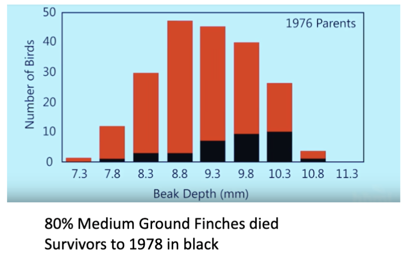 <p>A severe drought caused the supply of small, soft seeds to decrease. There was a shift to harder, larger seeds. As a result, 80% of medium ground finches died.</p>