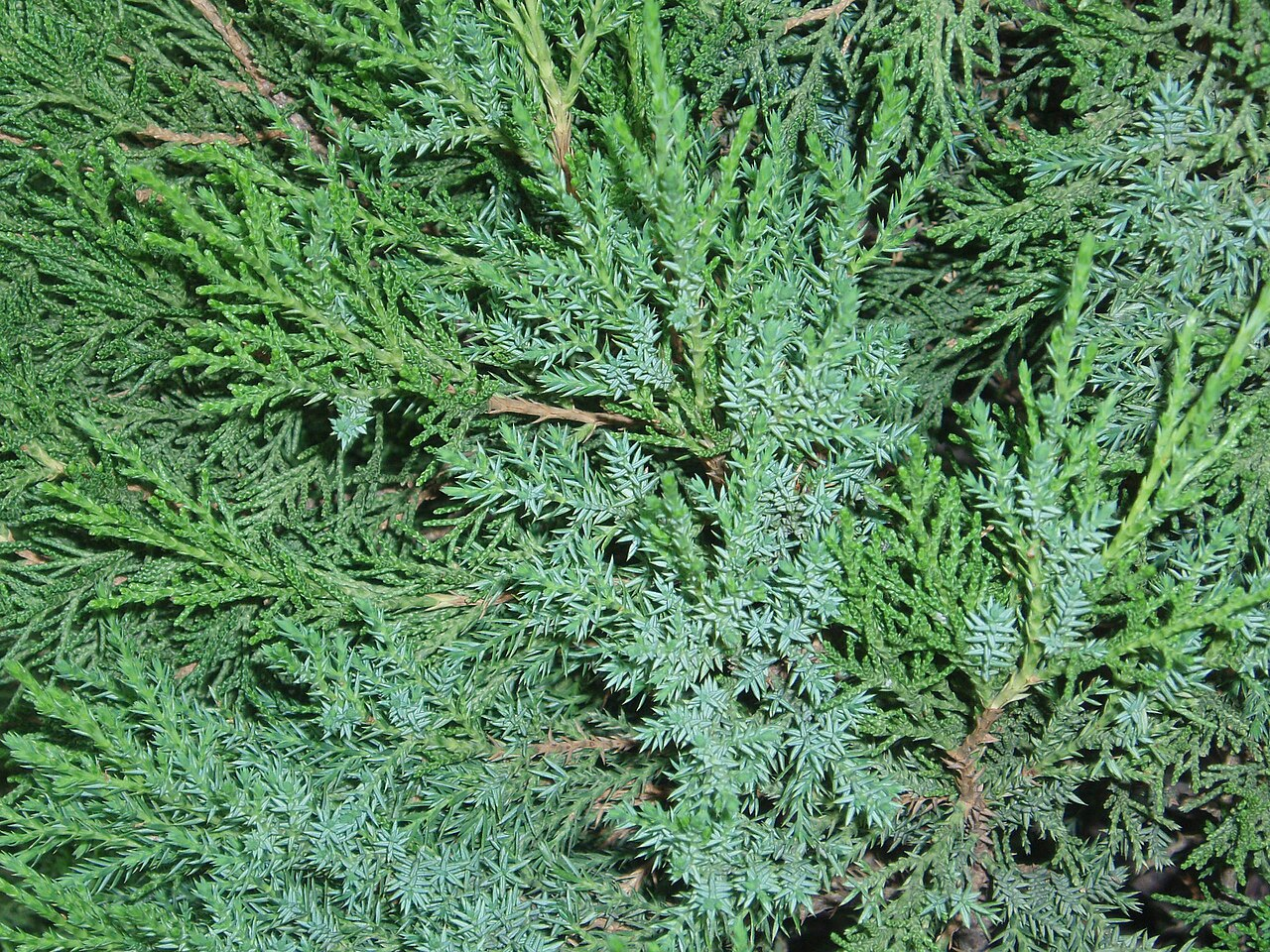 <p>Jałowiec chiński ‘stricta’</p><p>Juniperus chinensis ‘stricta’</p>