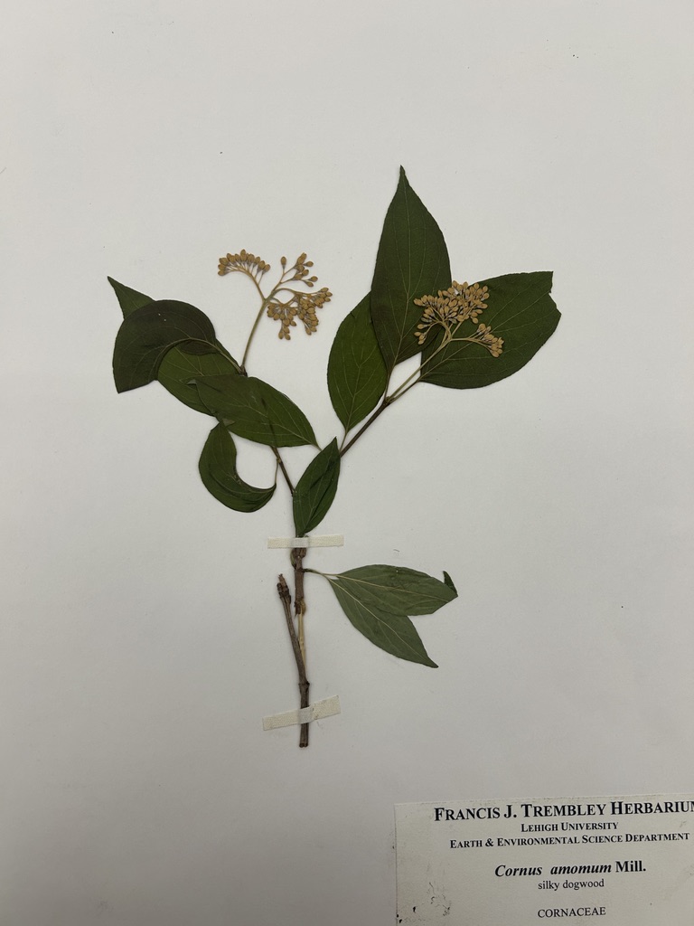 <p>Silky dogwood</p>