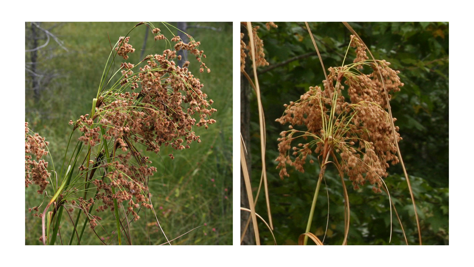 <p>Scirpus spp.</p>