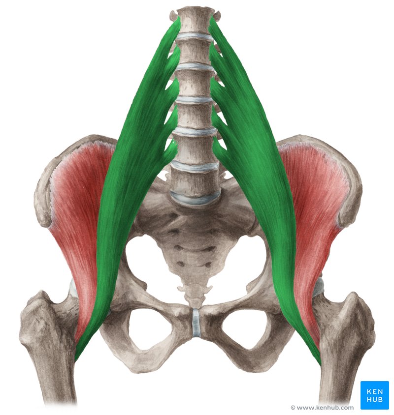 <p>(Posterior Abdominal Wall)</p><p>Superior Attachment (O): Transverse processes of lumbar vertebrae; sides of bodies of T12–L5 vertebrae and intervening intervertebral discs</p><p>Inferior Attachment (I): By a strong tendon to lesser trochanter of femur</p><p>Nerve: Anterior rami of lumbar nerves L1, L2, and L3</p><p>Action: Acting inferiorly with iliacus, it flexes the thigh; acting superiorly, it flexes the vertebral column laterally; it is used to balance the trunk; when sitting, it acts inferiorly with the iliacus to flex the trunk</p>