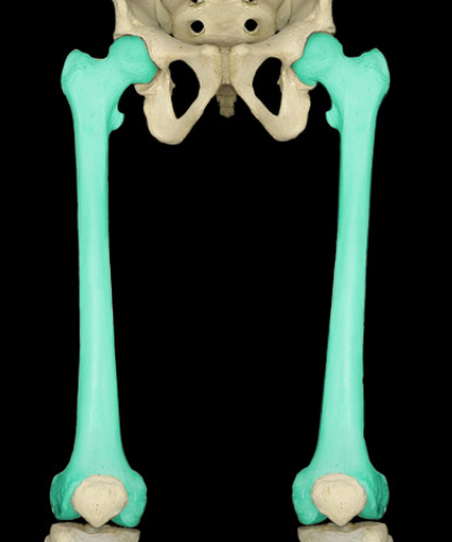 <p>what does it proximally and distally attach to as well</p>