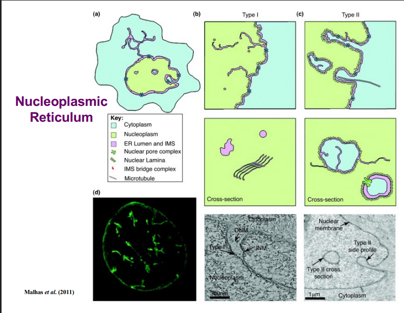 <p><span style="background-color: transparent;"><strong>Structure of the Nuclear Envelope</strong></span></p>