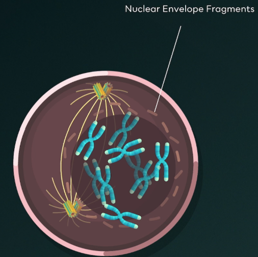 <ul><li><p><span style="background-color: transparent;">Nucleus disassembles.</span></p></li><li><p><span style="background-color: transparent;">Chromosomes condense even further.</span></p></li><li><p><span style="background-color: transparent;">Each chromatid is attached to a kinetochore.</span></p></li><li><p><span style="background-color: transparent;">Mitotic spindle further develops.</span></p></li><li><p><span style="background-color: transparent;">Spindle fibers begin to attach to kinetochores of chromosomes.</span></p></li></ul><p></p>