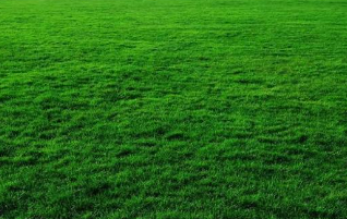 <p>grassy area</p>