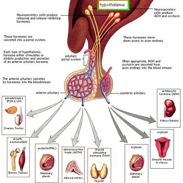 <p>Secretions of the anterior lobe of the pituitary are controlled by releasing and inhibiting factors/hormones secreted by the hypothalamus. </p><p></p><p>The release of hormones by the posterior lobe of the pituitary is triggered by nerve impulses initiated in the hypothalamus and conducted along the cell extensions.</p>