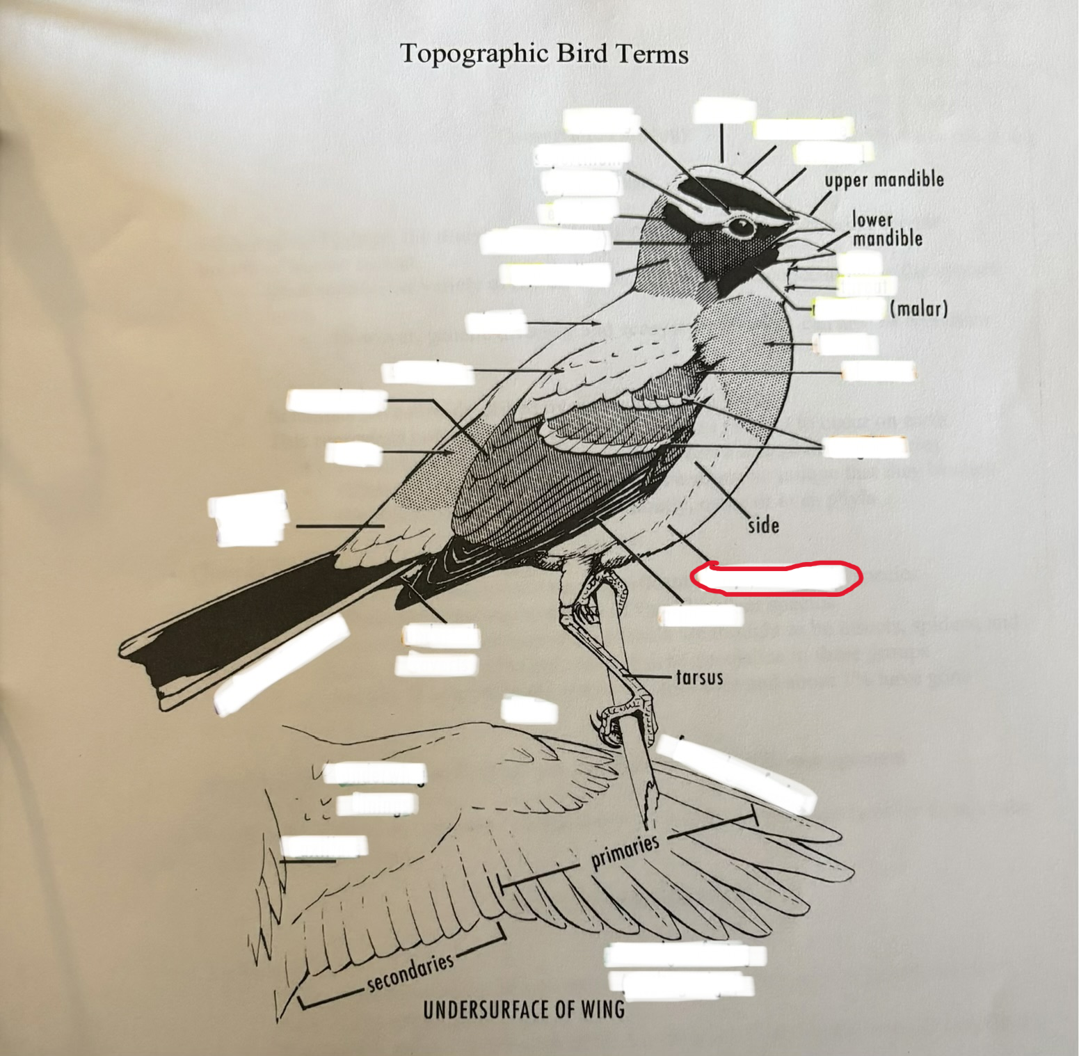 term image