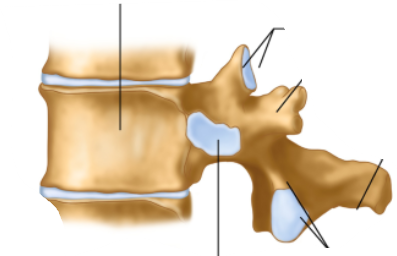 <p>what are the parts? starting from the top and going clockwise (T11/12)</p>