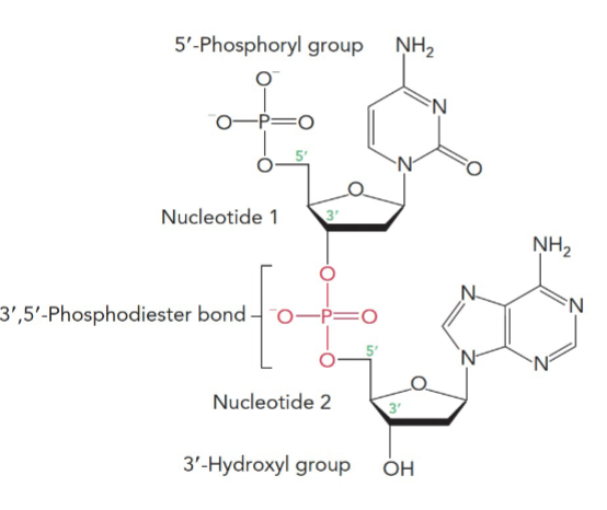 <p>nucleotides form nucleic acids </p><p>nucleotides are made up of: a nitrogenous base, 5-membered sugar, and phosphoryl groups</p><p>nucleotide bases in DNA AND RNA: adenine, guanine, cytosine</p><p>nucleotide base in DNA: thymine</p><p>nucleotide base in RNA: uracil</p><p>M1T2</p>