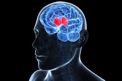 <p>the brain's sensory control center, located on top of the brainstem; it directs messages to the sensory receiving areas in the cortex and transmits replies to the cerebellum and medulla.</p>