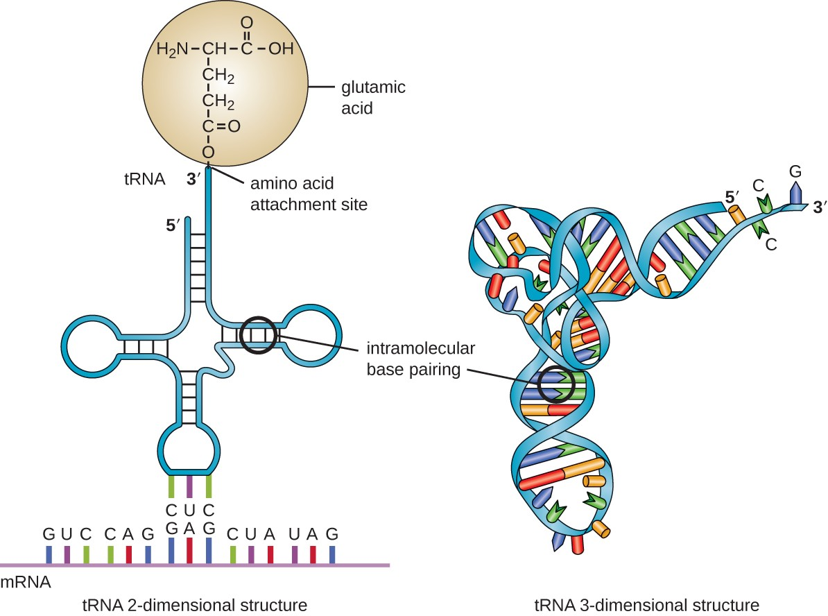 <p><strong>anticodon loop</strong><span> for codon recognition, a </span><strong>3' acceptor stem</strong><span> for amino acid attachment, and structural loops (D and TC) for ribosomal binding</span></p>