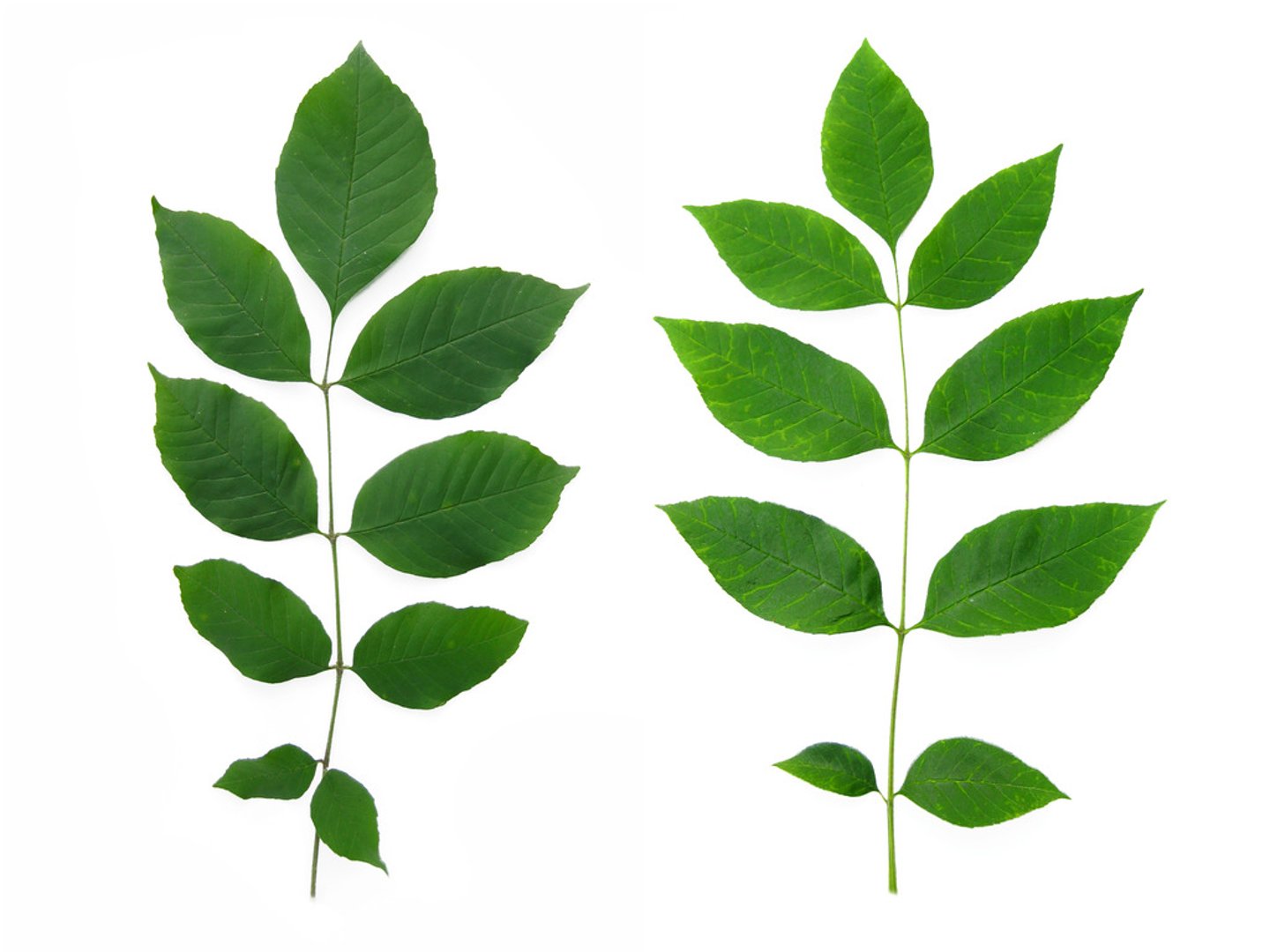 <p>Fraxinus americana</p>