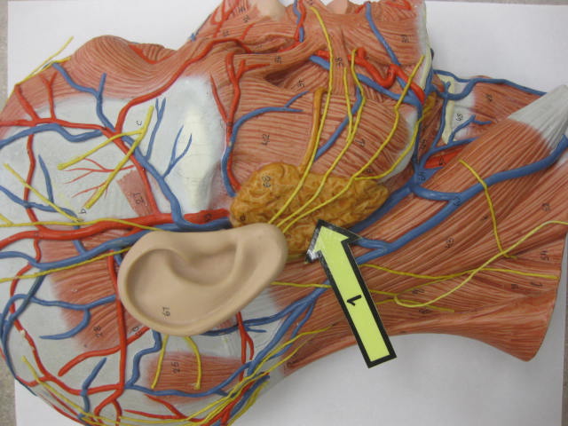 <p>Identify 1?</p><p>Lab Image 7-4</p>