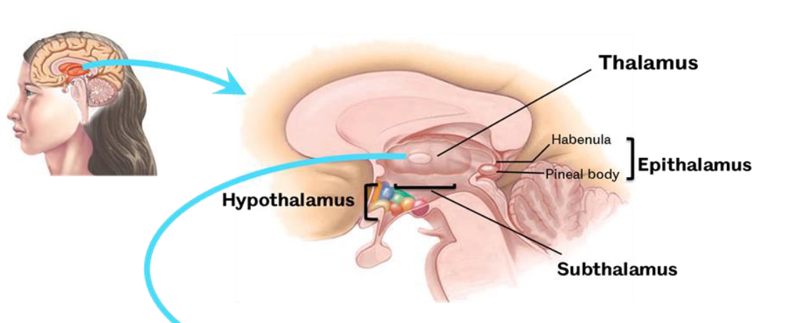 <p>Thalamus, hypothalamus, Epithalamus (Habenula and pineal body and subthalamus</p>