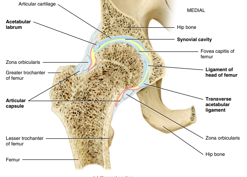 <p>Hip Joint: Ligament of the Head of the Femur</p>