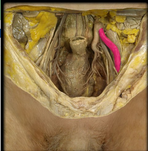 <ul><li><p><strong>Origin: </strong>Common iliac</p></li><li><p><strong>Course: </strong>Descends laterally along medial border of psoas muscle from level of sacro-iliac joint to inguinal ligament</p></li><li><p><strong>Distribution: </strong>Abdominal wall (inferior) and Lower limb</p></li><li><p><strong>Branches: </strong>Inferior epigastric, Deep circumflex iliac, and Continues as femoral artery</p></li><li><p><strong>Comment:</strong></p><ul><li><p>At origin usually crossed by ureter and gonadal vessels</p></li><li><p>Formed by bifurcation of common iliac</p></li></ul></li></ul><p></p>