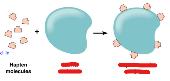 <p>What do haptens attach to and what do they become?</p>