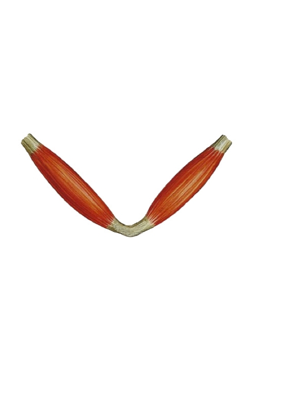 <p>What kind of muscle shape is this? Describe it.</p>