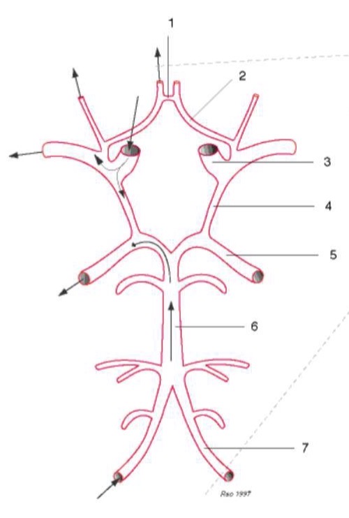 <p>Label the Arteries of the Circle of Willis</p>