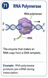 <p>The enzyme that makes an RNA copy from a DNA template.</p>