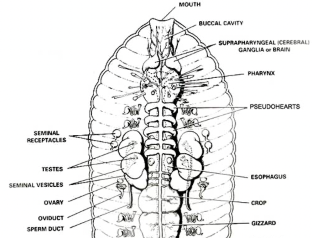 <p>What segment do the reproductive structures of Lumbricus terrestris begin in? Label each structure and explain its function</p><p></p>
