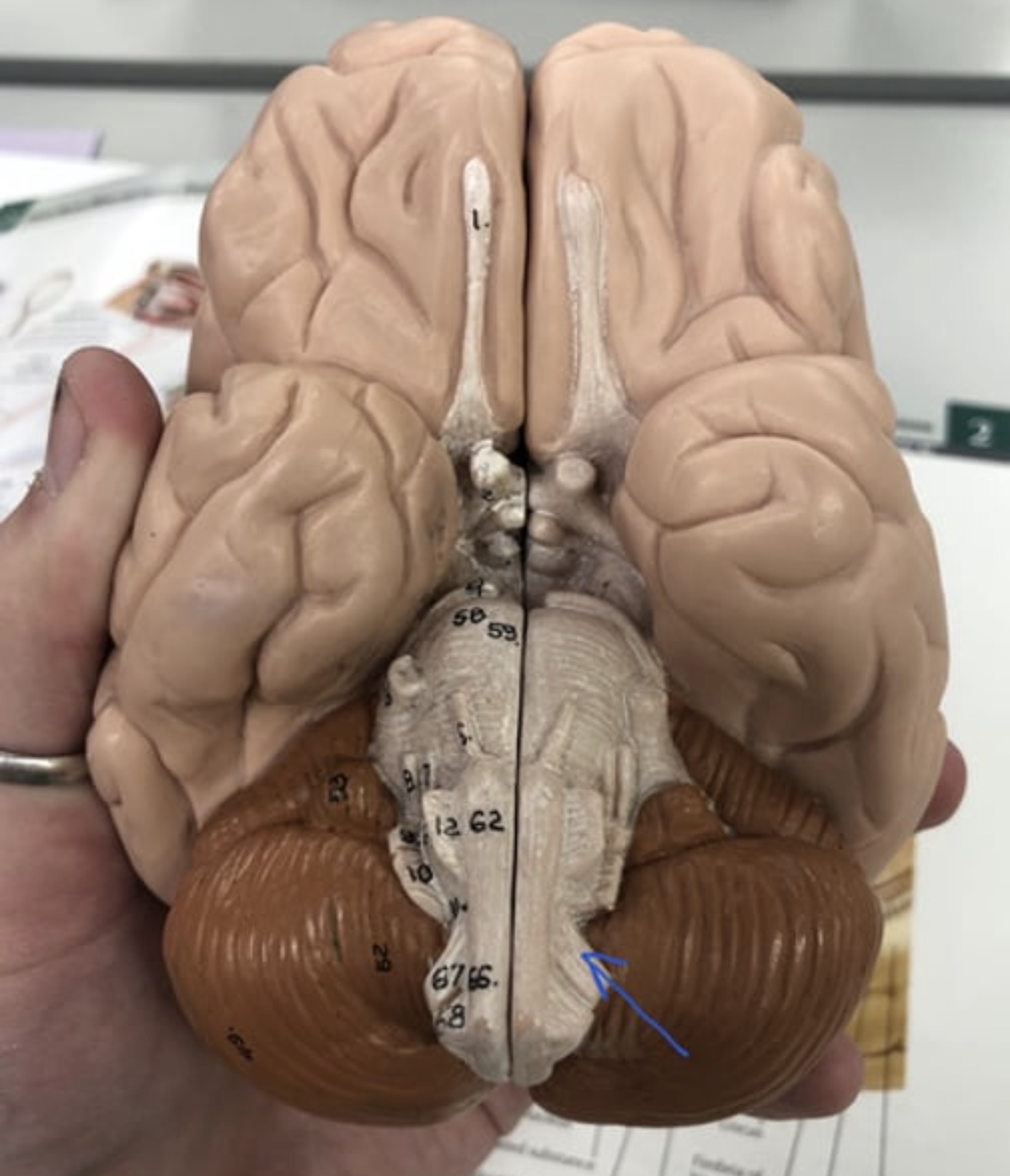 knowt flashcard image