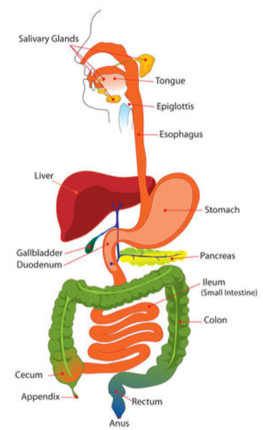 <p>Accessory organs of the digestive system</p>