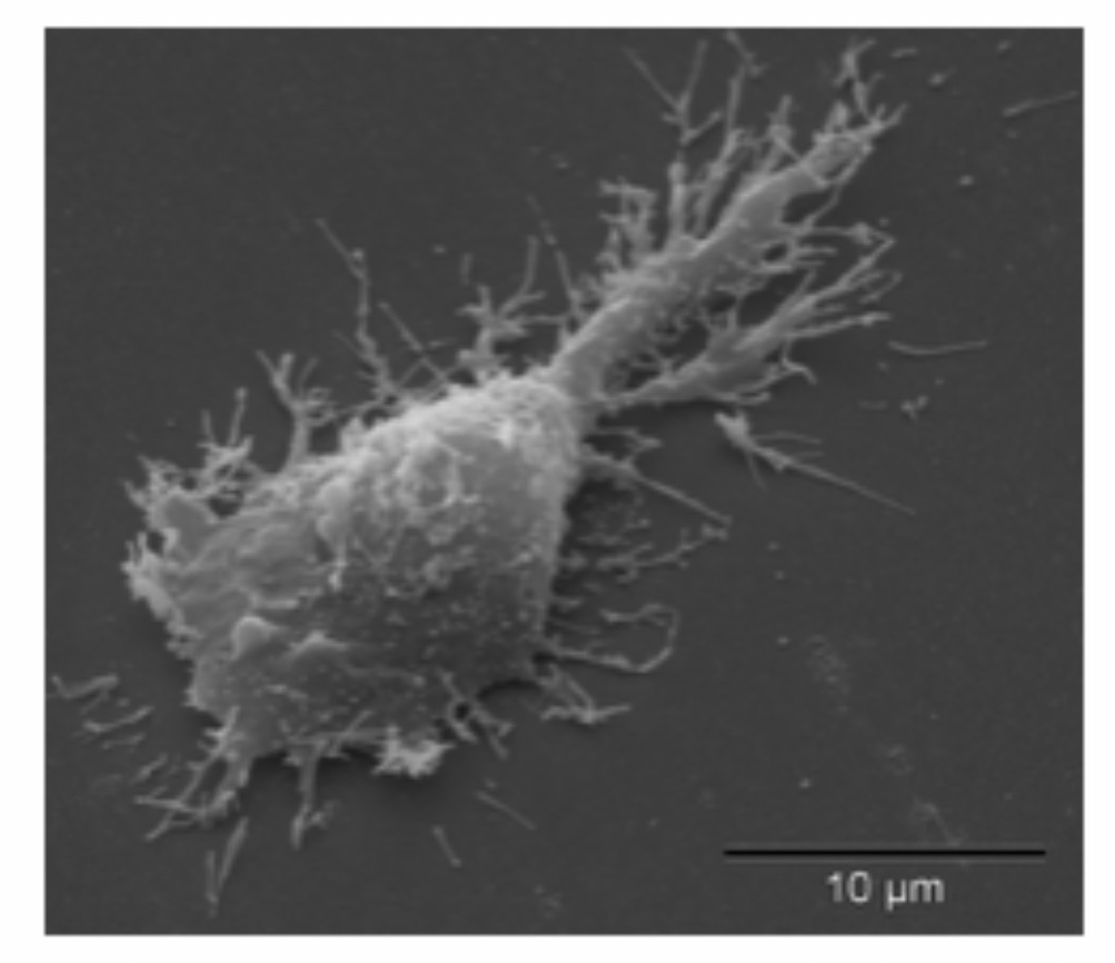<p>Microglia Cell: Function: <span>Act as CNS immune cells; remove debris and pathogens. Small cells with elongated bodies, elongated nuclei with dense chromatin </span></p>