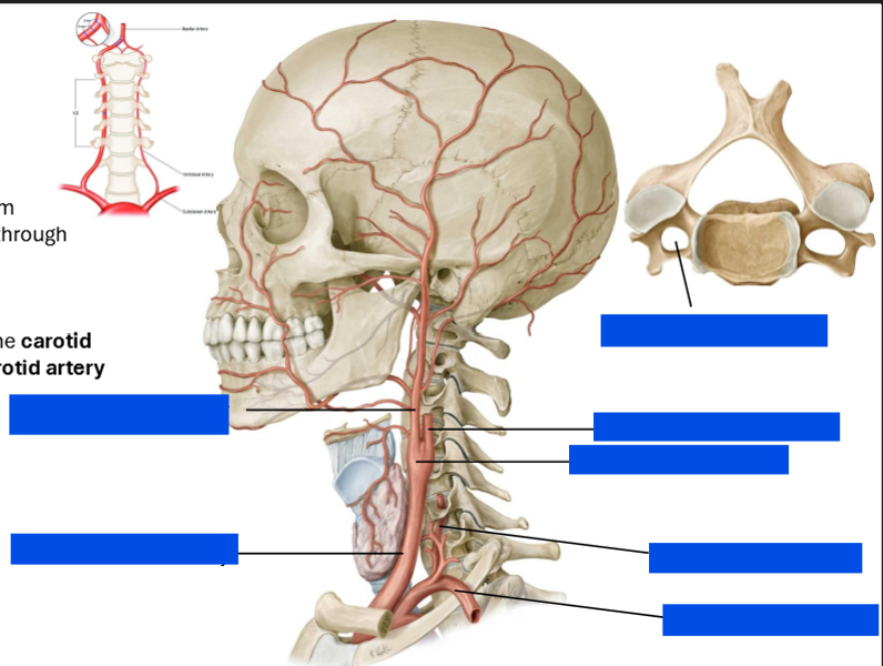 <p>Label the diagram and describe the arteries that supply the brain</p>