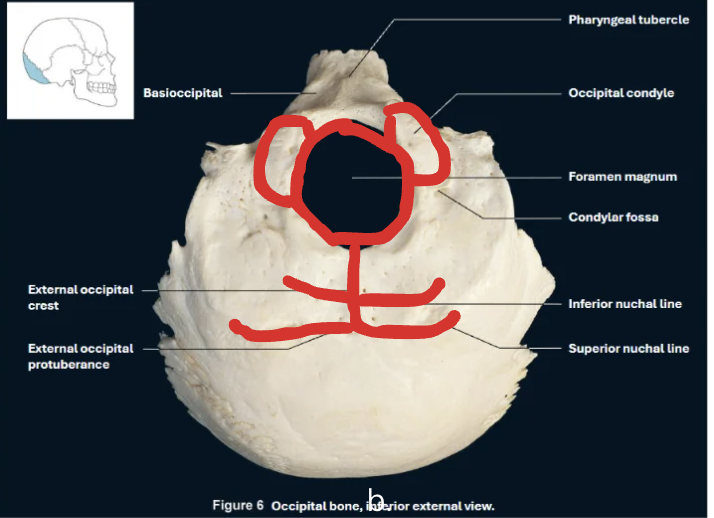 <p>Bone:</p><p>Occipital Bone</p><p></p><p>Structures: (imagine a stickman)</p><p><span>External occipital protuberance (groin of stickman)</span></p><p class="_28USrA MDzzPg GEC0sA XN6uKA" style="text-align: left;"><span>Superior nuchal line (legs)</span></p><p class="_28USrA MDzzPg GEC0sA XN6uKA" style="text-align: left;"><span>Inferior nuchal line (arms)</span></p><p class="_28USrA MDzzPg GEC0sA XN6uKA" style="text-align: left;"><span>Occipital condyles (dog ears)</span></p><p></p><p>Articulation:</p><p>Atlanto-Occipital Joint</p>